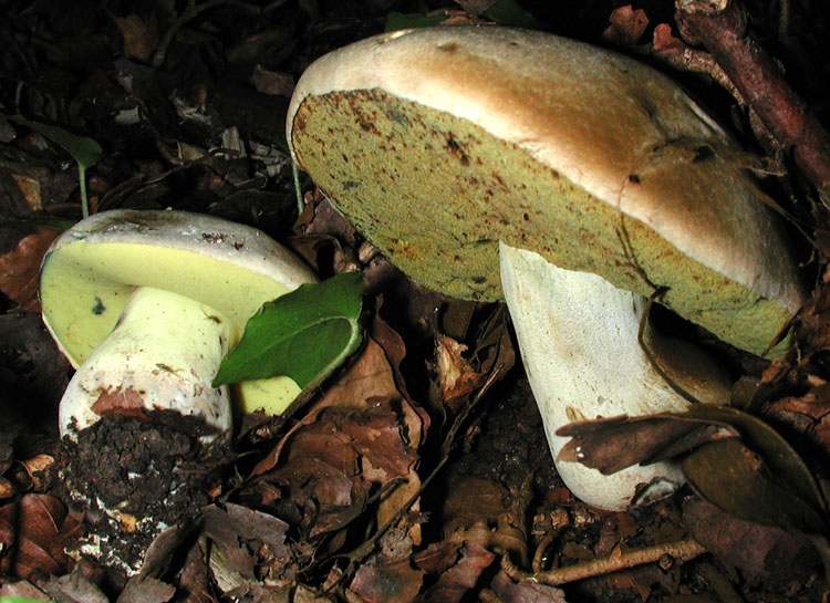 Boletus radicans